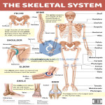 Human Skeleton System